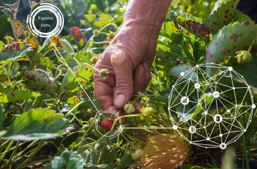 Blockchain in Agriculture